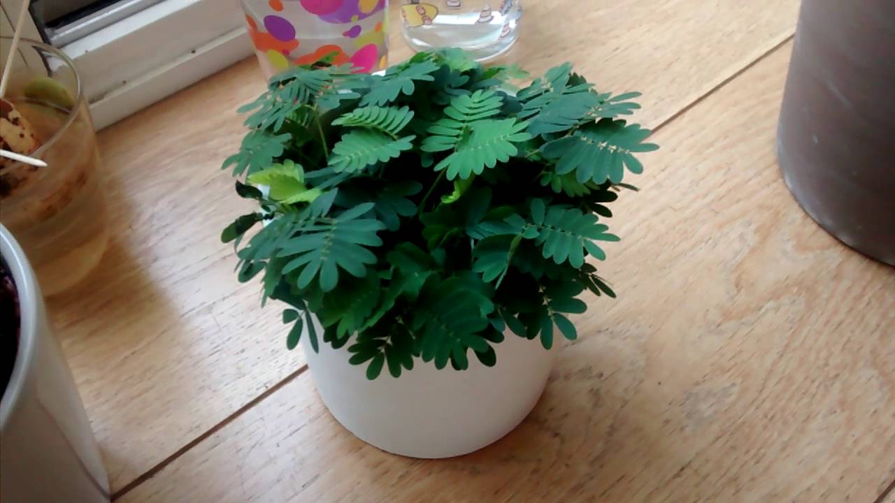 Mimosa Pudica (kruidje roer me niet)