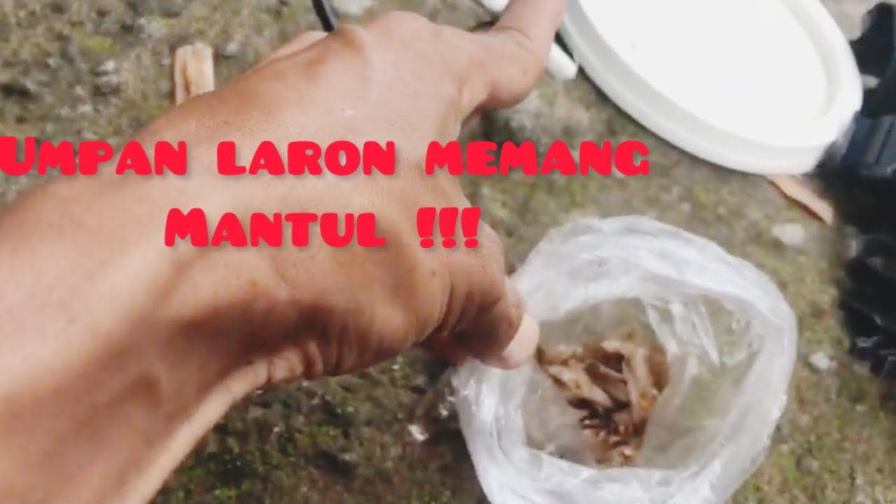 Umpan andalan ,wader brutal 🐟🐟🐟