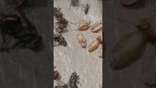 Download Lagu suara jeritan lalat MP3