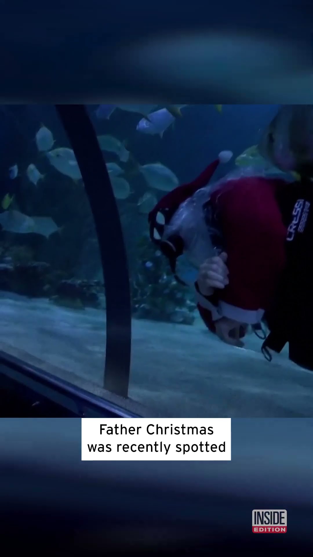 Santa Meets a Shark #shorts