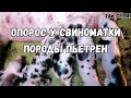 Опорос у свиноматки породы пьетрен