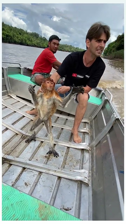 Helping a proboscis monkey after being attacked by a long-tailed macaque...