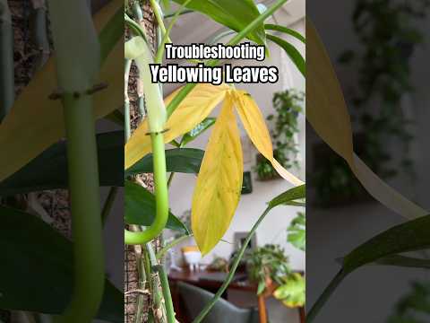 Leaves turning yellow?