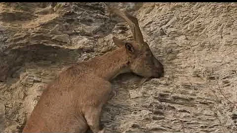 Markhor Janwar | King of Mountains Monarch | the North Beauty
