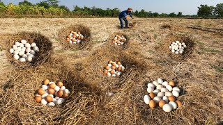 OMG ! Collect a lot of duck eggs in the straw near the village