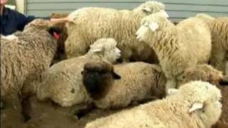 Understanding & Raising Sheep Sheep Breeding