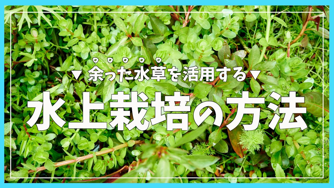 アクアリウム 屋外簡単 水草ガーデニング Aquarium Kind 23 4k 水上葉 睡蓮鉢 パールグラス ロタラ 有茎草 水上栽培 ガーデニング ビオトープ ソイル 赤玉土 簡単 Youtube
