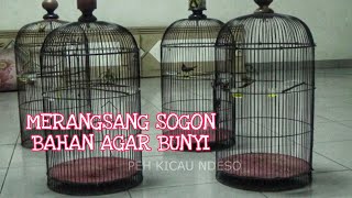 Suara sogon koloni, cocok untuk pancingan sogon bahan