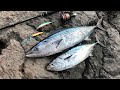 Shore jigging - Big bonito on rough sea (Sarda Sarda)