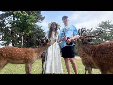 Япония день 2. Город оленей 🦌 и храм с тясячами ворот ⛩️. Или наше путешествие в Нару и храм Инари.
