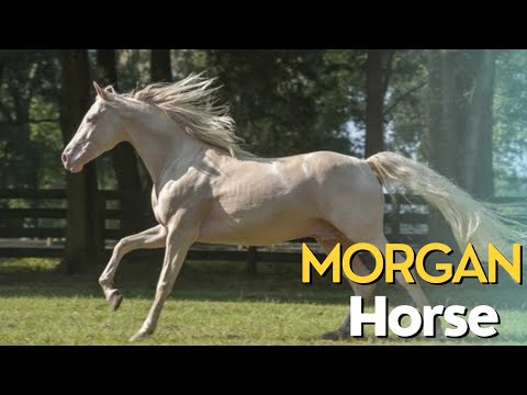 वीडियो: क्या मॉर्गन के घोड़े दौड़े हुए हैं?