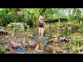 How To Build Bamboo House For Pigsty 2021 | Lý Thị Ca - Ep.63