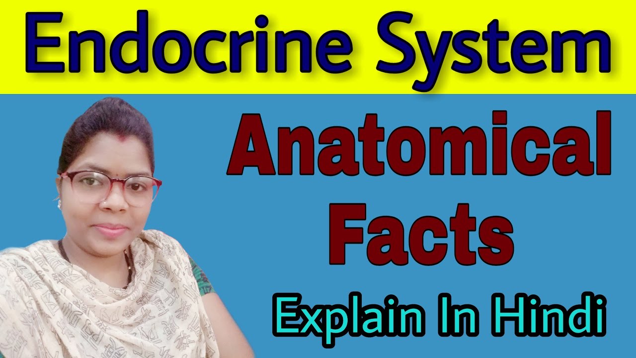 Endocrine System Explain In Hindi | Facts About Endocrine System ...