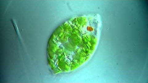 Euglena movement  - DIC Microscope, 1250x / Differential Interference Contrast