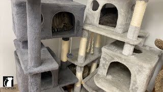 The Ultimate Cat Tree Guide Where To Buy, Setup Tips & More