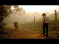 TIRANDO LEITE COM O AMAURI - NAZARÉ PAULISTA SP