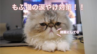 猫の涙やけ対策にはホウ酸水がおすすめ！！【子猫と飼い主の日常】