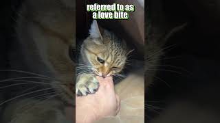 Cats Love Bite