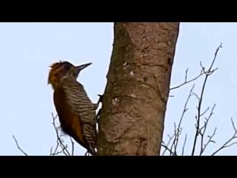 კოდალა აკეთებს რა კოდალა, როგორც წესი,