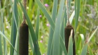 Greater Reedmace - Typha Latifolia - Dúnkefli - Grasdúnhamar - Vatnaplanta - Vatnastrá - Villijurt