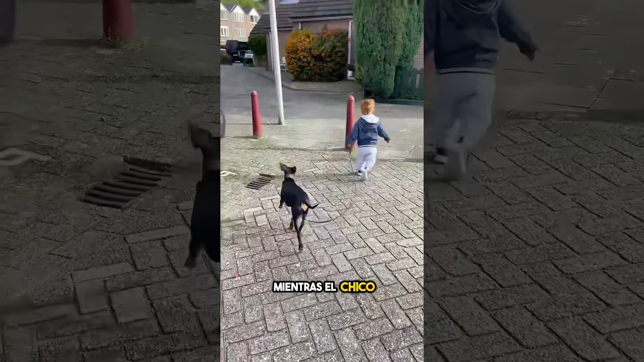 Un perro inteligente corrige el error de un niño 😳
