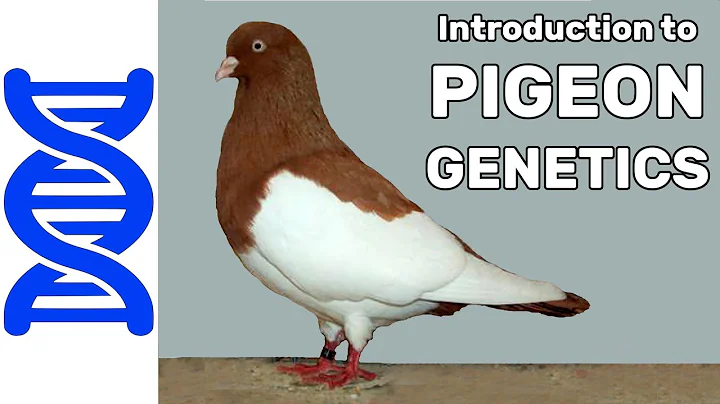 Introduction to Pigeon Genetics - DayDayNews