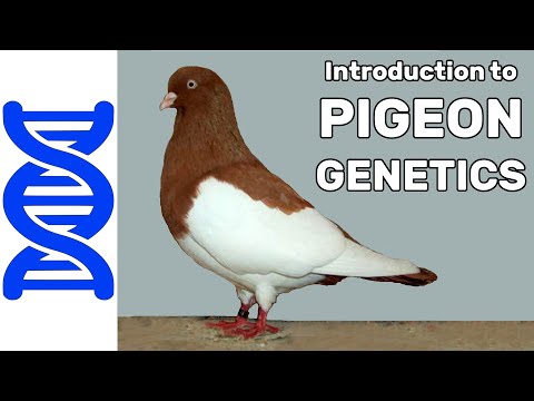 Introduction to Pigeon Genetics
