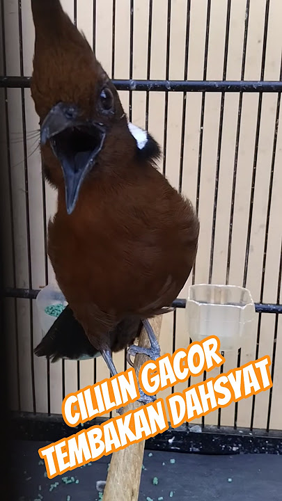 cililin gacor cocok untuk masteran murai batu ngurak #cililin #masteranmuraibatu