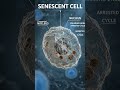 Human Body Mystery 🧬 | Zombie Cells का खतरनाक सच! #facts #ytshorts