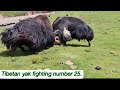 Tibetan yak fighting number 25