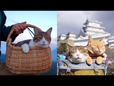 The Rescue Kittens Who Travel Japan! With Their Owner | Travel Pets