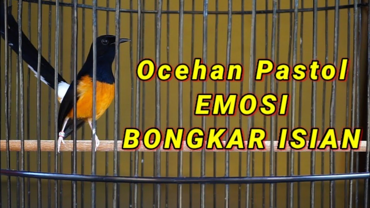 PANCINGAN MURAI PASTOL MENAIKAN EMOSI BONGKAR ISIAN LANGSUNG NYAUT SEKETIKA