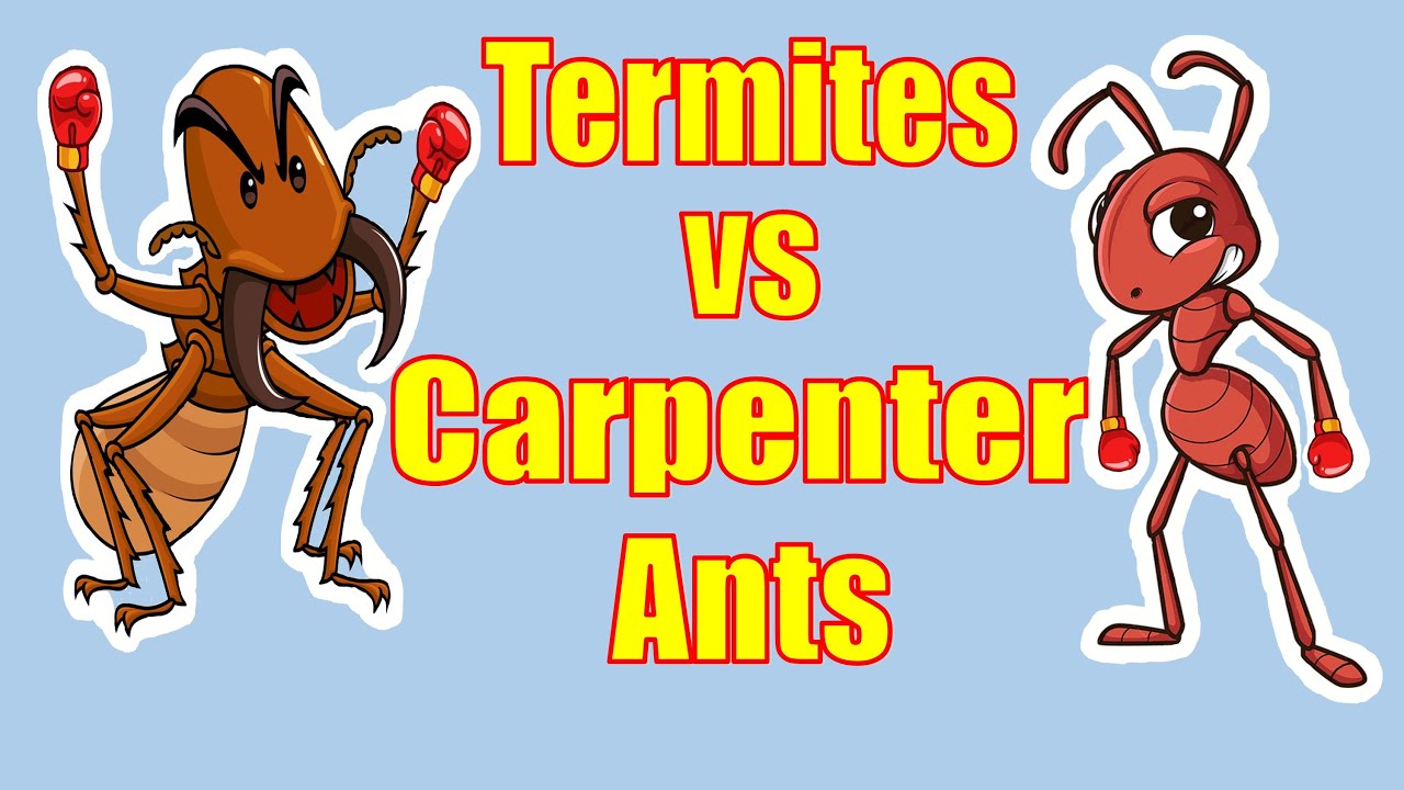 How Can You Tell The Difference Between Termites And Carpenter Ants?