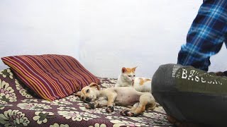 Cute Baby Puppy Sleeps With a Kitten.  This is Sembi by The Billi  84 views 1 year ago 2 minutes, 2 seconds