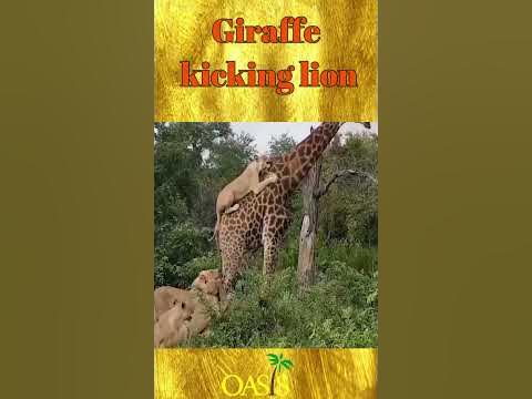 Giraffe kicking lion زرافة تهاجم اسد - YouTube