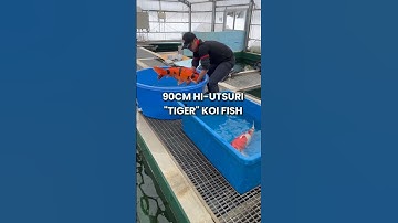 Found a 90cm HI-Utsuri KOI FISH #koi #koifish #nishikigoi #bigfish