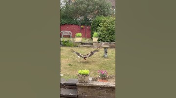 #redkite #birdhunting #wildlife #youtubeshorts #viral #viralshorts #birdofprey #like