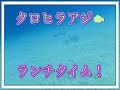 クロヒラアジ食事中