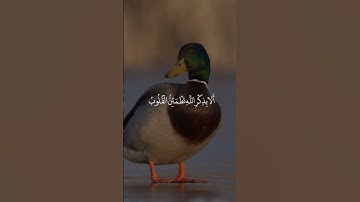 سورة الرعد ، القارئ عبدالباسط عبدالصمد #قرآن #تلاوة_جميلة #القران_الكريم #عبدالباسط_عبدالصمد  #quran