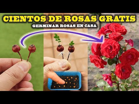 Video: Inicio de Rose Seeds: cultivo de rosas a partir de semillas