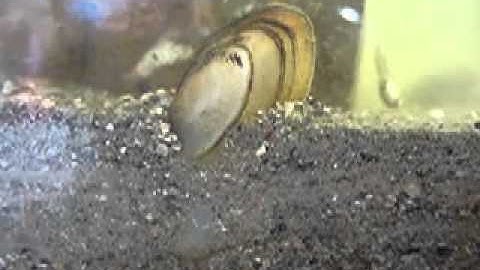 Burrowing freshwater mussel