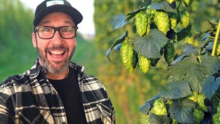Benefits To Low Alpha Hops For Bittering?!?