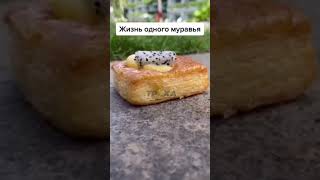 жизнь одного муравья