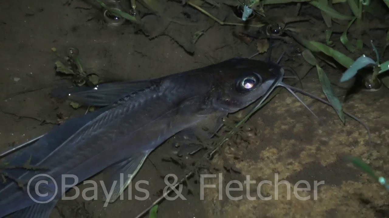 Catfish, Malaysia. 20191127_224145.uhd YouTube