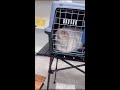 LIVE: POV Kitten Room | Cute Cattery Kittens Playing &amp; Exploring | Subscribe for Daily Streams
