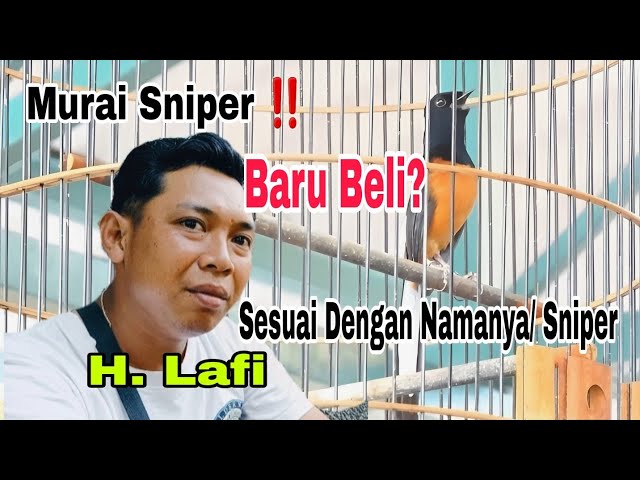 Murai Batu Sniper‼️Sesuai Dengan Namanya, Baru Beli di Prasasti  Harganya Wowwww class=