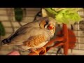 Zebra Finch