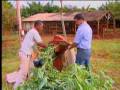 Record Rural - Produtores encontram na folha da mandioca alternativa para alimentar gado