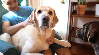 Did someone say BONE | Labrador and German Shorthaired Pointer