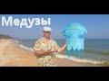 Голубицкая 2021 медузы на Азовском Море